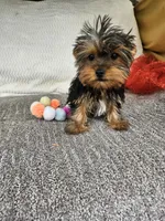 Sally , a female Yorkshire Terrier for sale in Raleigh, NC – Photo 4 of 5