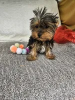 Sally , a female Yorkshire Terrier for sale in Raleigh, NC – Photo 5 of 5