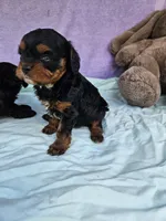 Tulip, a female Cavapoo for sale in Raleigh, NC – Photo 4 of 4