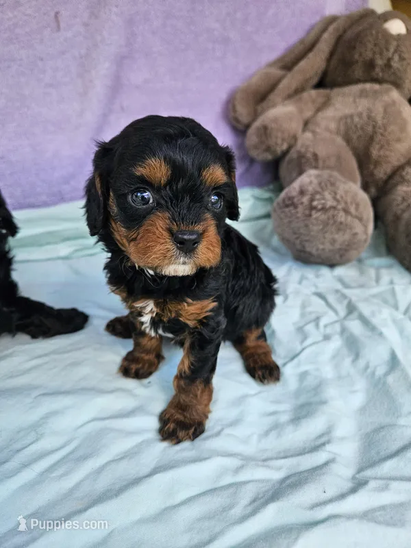 Tulip – Cavapoo puppy for sale in Raleigh, NC
