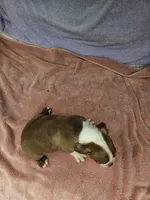Banana , a male Boston Terrier for sale in Raleigh, NC – 2 of 6