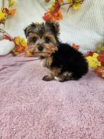 Benny baby, a male Yorkshire Terrier for sale in Raleigh, NC – 6 of 7