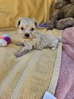 Rose, a male Maltipoo for sale in Raleigh, NC – 2 of 7