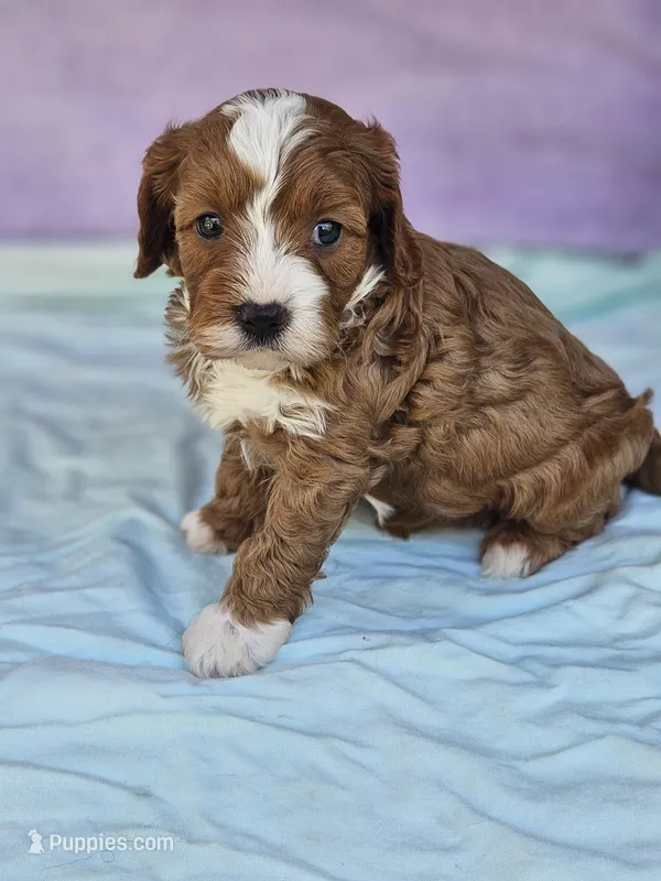 Carnation – Cavapoo puppy for sale in Raleigh, NC