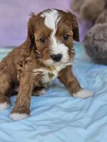 Carnation, a female Cavapoo for sale in Raleigh, NC – Photo 2 of 4