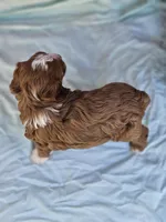 Carnation, a female Cavapoo for sale in Raleigh, NC – Photo 3 of 4