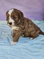 Carnation, a female Cavapoo for sale in Raleigh, NC – Photo 4 of 4