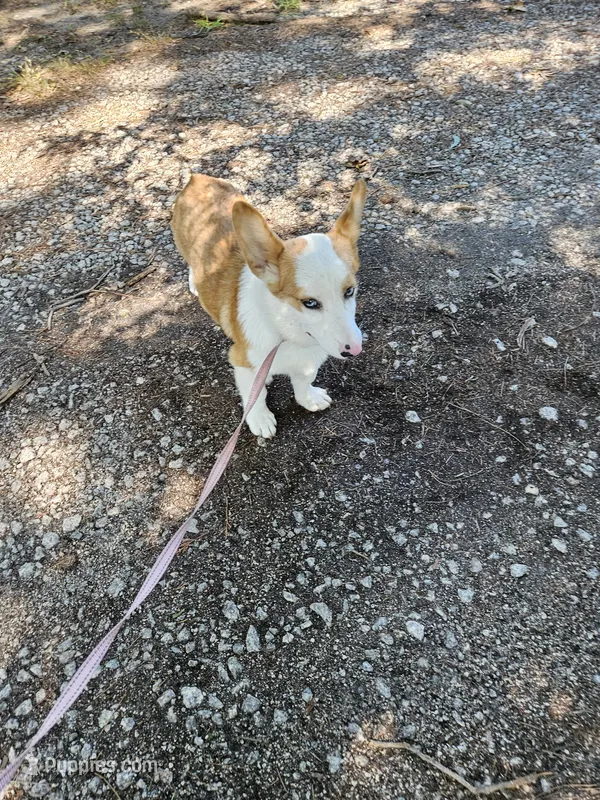 Batter  – Pembroke Welsh Corgi puppy for sale in Raleigh, NC