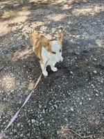 Batter , a female Pembroke Welsh Corgi for sale in Raleigh, NC – 1 of 6