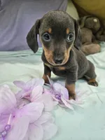 Penny, a male Miniature Dachshund for sale in Raleigh, NC – 2 of 5