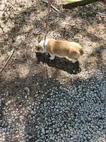 Batter , a female Pembroke Welsh Corgi for sale in Raleigh, NC – 3 of 6