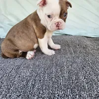 Half and half, a male Boston Terrier for sale in Raleigh, NC – Photo 1 of 7