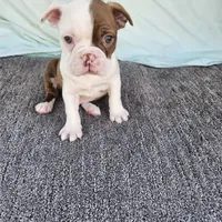 Half and half, a male Boston Terrier for sale in Raleigh, NC – Photo 3 of 7