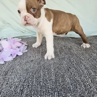 Half and half, a male Boston Terrier for sale in Raleigh, NC – Photo 7 of 7