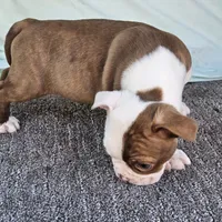 Half and half, a male Boston Terrier for sale in Raleigh, NC – Photo 4 of 7