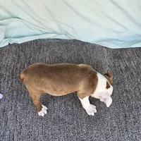 Half and half, a male Boston Terrier for sale in Raleigh, NC – Photo 5 of 7