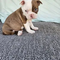 Half and half, a male Boston Terrier for sale in Raleigh, NC – Photo 2 of 7