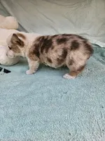 Biscuit , a male Pembroke Welsh Corgi for sale in Raleigh, NC – Photo 6 of 6