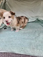 Biscuit , a male Pembroke Welsh Corgi for sale in Raleigh, NC – Photo 3 of 6