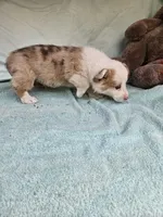 Biscuit , a male Pembroke Welsh Corgi for sale in Raleigh, NC – Photo 4 of 6