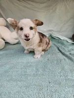 Biscuit , a male Pembroke Welsh Corgi for sale in Raleigh, NC – Photo 5 of 6