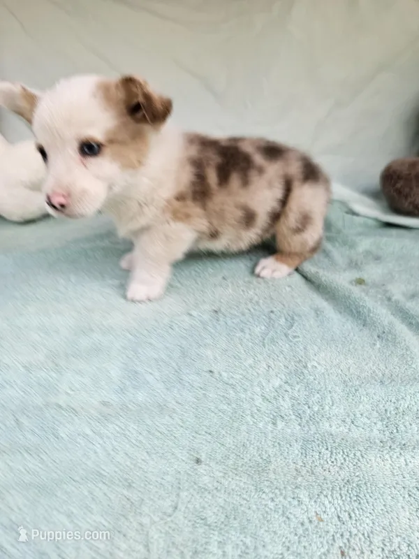 Biscuit  – Pembroke Welsh Corgi puppy for sale in Raleigh, NC