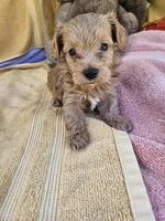 Thumper , a male Maltipoo for sale in Raleigh, NC – 7 of 8