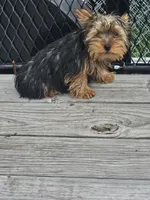 Timmy, a male Yorkshire Terrier for sale in Raleigh, NC – 2 of 5
