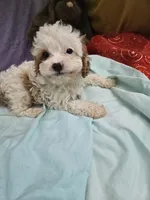 Spot, a male Cavapoo for sale in Raleigh, NC – 4 of 6