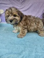 Terry, a male Morkie for sale in Raleigh, NC – 2 of 5