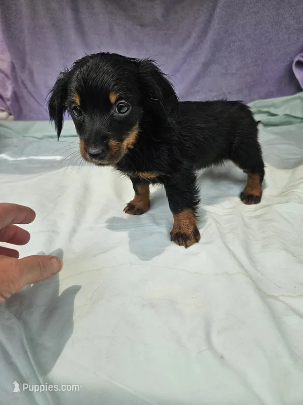 Quarter  – Miniature Dachshund puppy for sale in Raleigh, NC