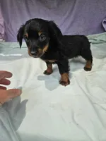 Quarter , a female Miniature Dachshund for sale in Raleigh, NC – 2 of 6