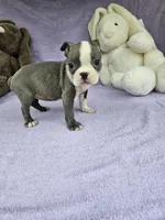 Jeffery , a male Boston Terrier for sale in Raleigh, NC – Photo 3 of 5