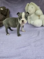 Jeffery , a male Boston Terrier for sale in Raleigh, NC – Photo 1 of 5