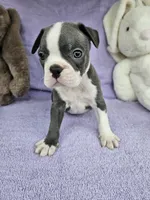 Jeffery , a male Boston Terrier for sale in Raleigh, NC – Photo 2 of 5