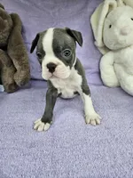 Jeffery , a male Boston Terrier for sale in Raleigh, NC – Photo 4 of 5