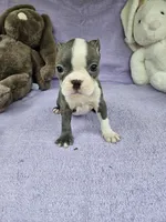 Jeffery , a male Boston Terrier for sale in Raleigh, NC – Photo 5 of 5