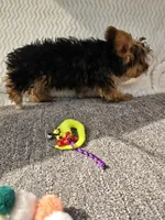 Sampson , a male Yorkshire Terrier for sale in Raleigh, NC – Photo 2 of 6