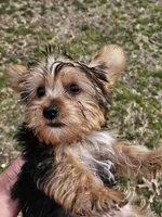 Sampson , a male Yorkshire Terrier for sale in Raleigh, NC – Photo 5 of 6