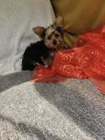 Sampson , a male Yorkshire Terrier for sale in Raleigh, NC – Photo 6 of 6