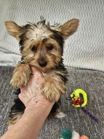 Sampson , a male Yorkshire Terrier for sale in Raleigh, NC – Photo 3 of 6