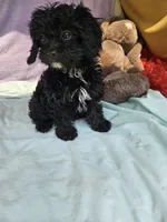 Daffodil, a female Cavapoo for sale in Raleigh, NC – 6 of 6