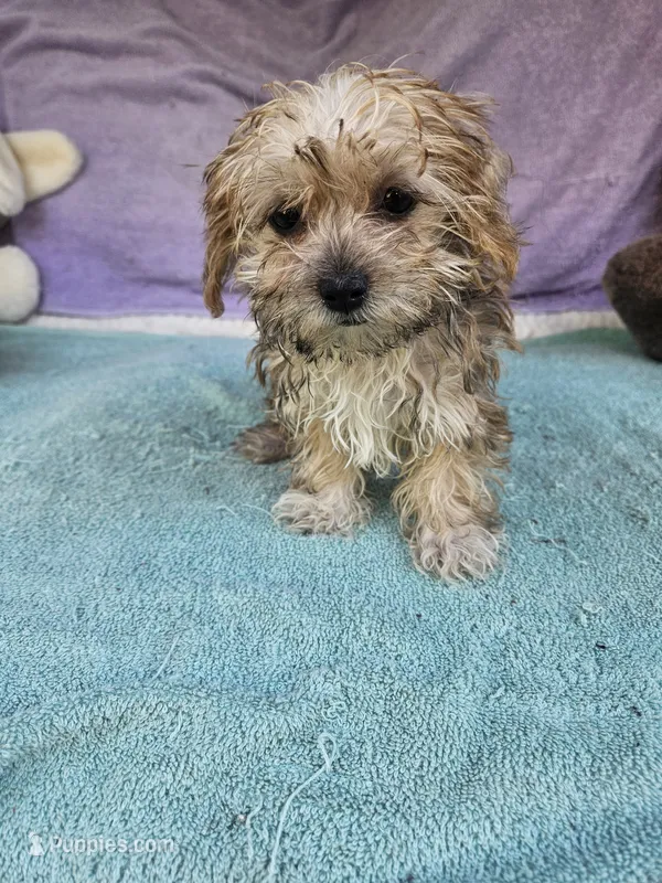 Tina – Morkie puppy for sale in Raleigh, NC