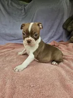 Orange , a female Boston Terrier for sale in Raleigh, NC – 3 of 5