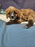Joshua , a male Cavapoo for sale in Raleigh, NC – 6 of 6