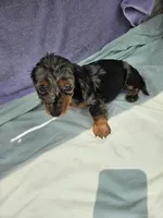 Nickel , a male Miniature Dachshund for sale in Raleigh, NC – 2 of 7