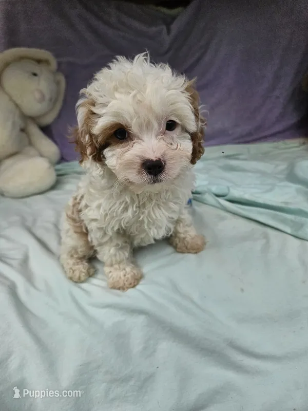 Spot, a male Cavapoo for sale in Raleigh, NC – 1 of 6