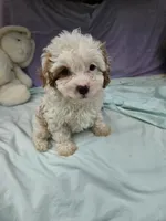 Spot, a male Cavapoo for sale in Raleigh, NC – 1 of 6