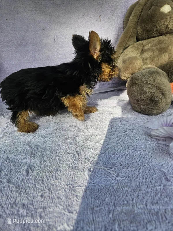 Newton – Yorkshire Terrier puppy for sale in Raleigh, NC
