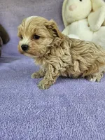 Water, a male Maltipoo for sale in Raleigh, NC – Photo 1 of 7